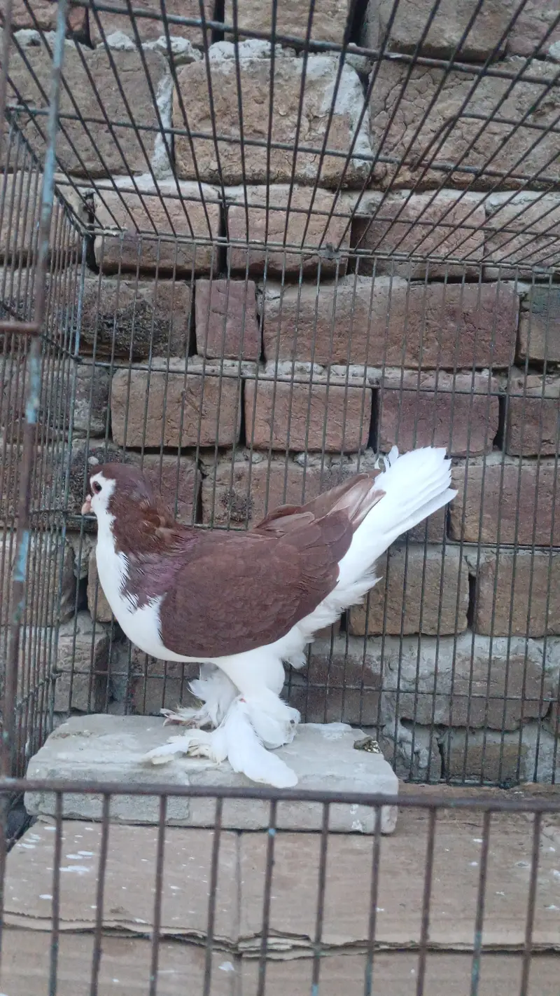 German Sherazi Pigeon Male 3185461922 — photo 3
