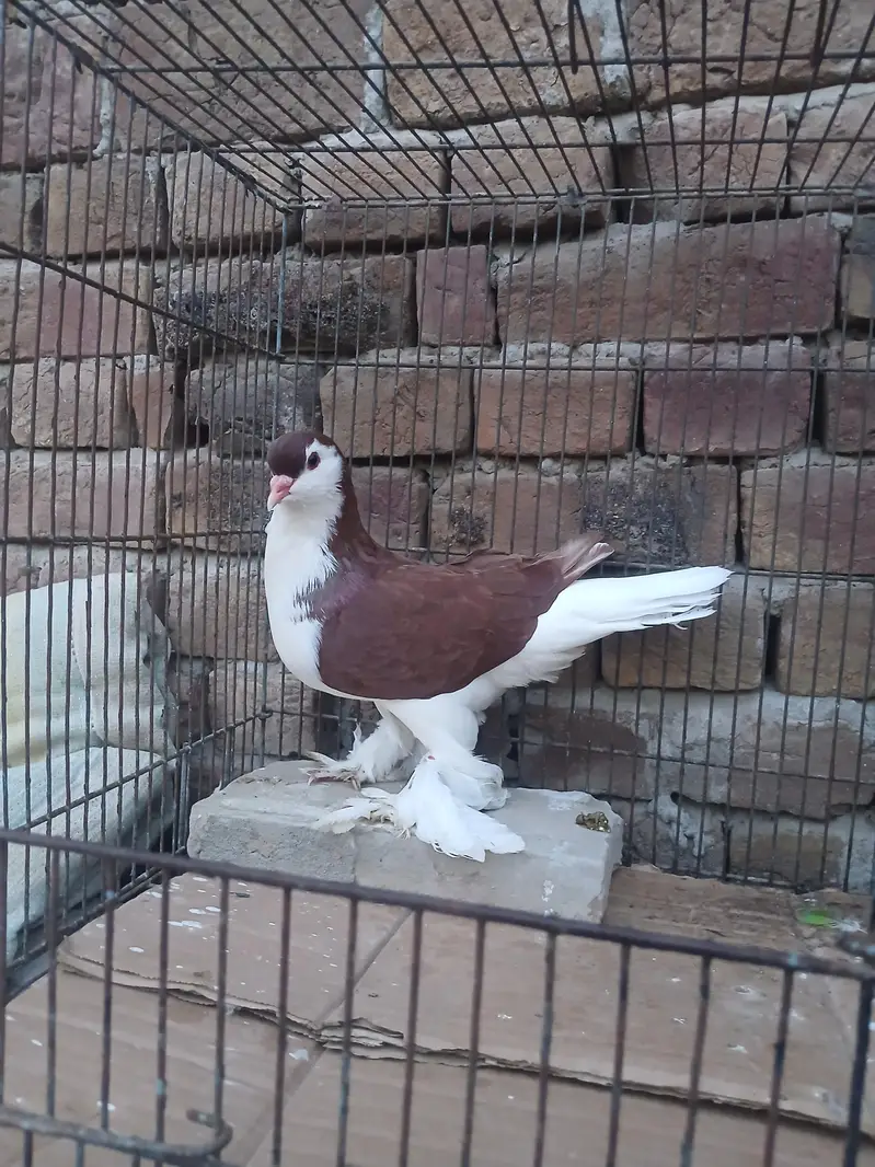 German Sherazi Pigeon Male 3185461922 — photo 4
