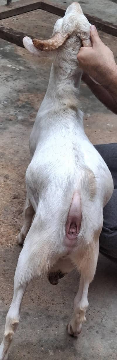 Teddy Gulabi Tedda Aandu Goat for Sale