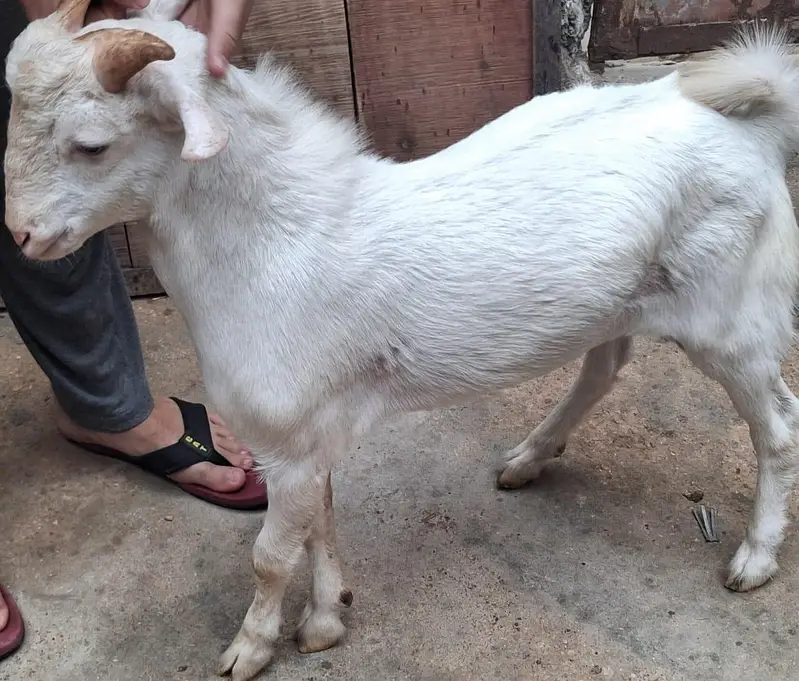 Teddy Gulabi Tedda Aandu Goat for Sale — photo 2