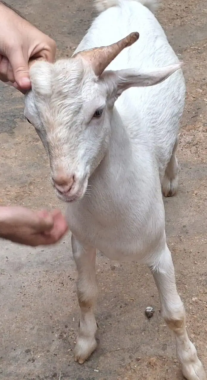 Teddy Gulabi Tedda Aandu Goat for Sale — photo 3