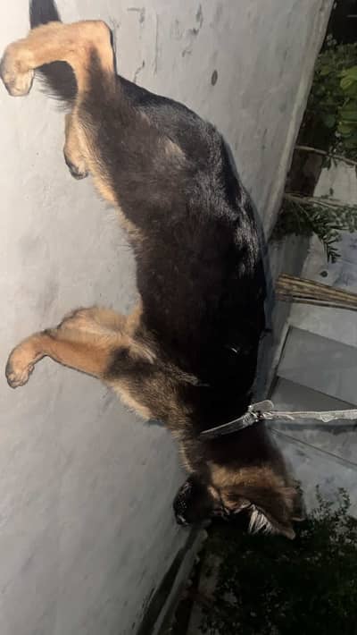 German shepherd puppy from world champion blood line