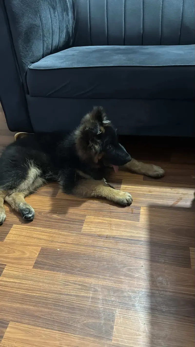 German shepherd puppy from world champion blood line — photo 2