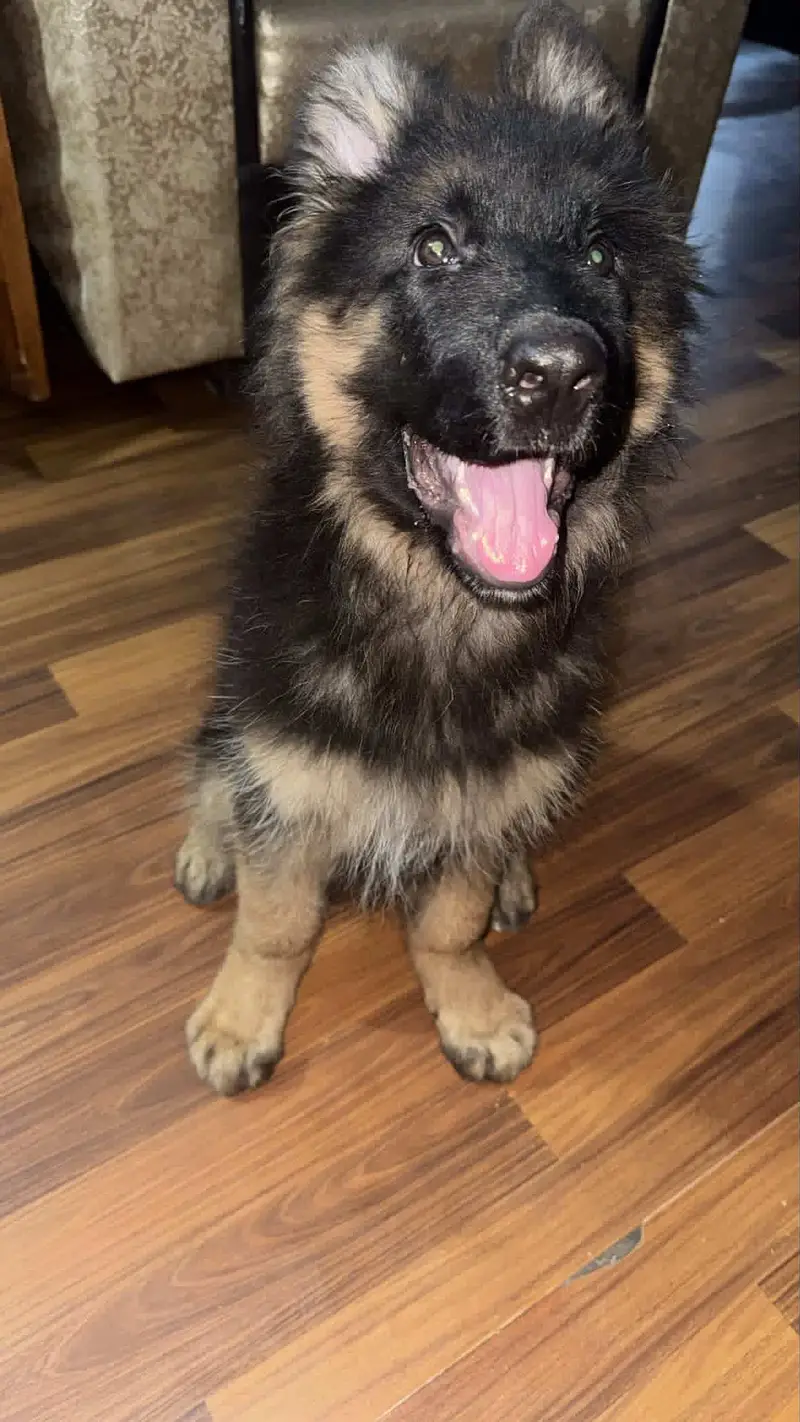 German shepherd puppy from world champion blood line — photo 4