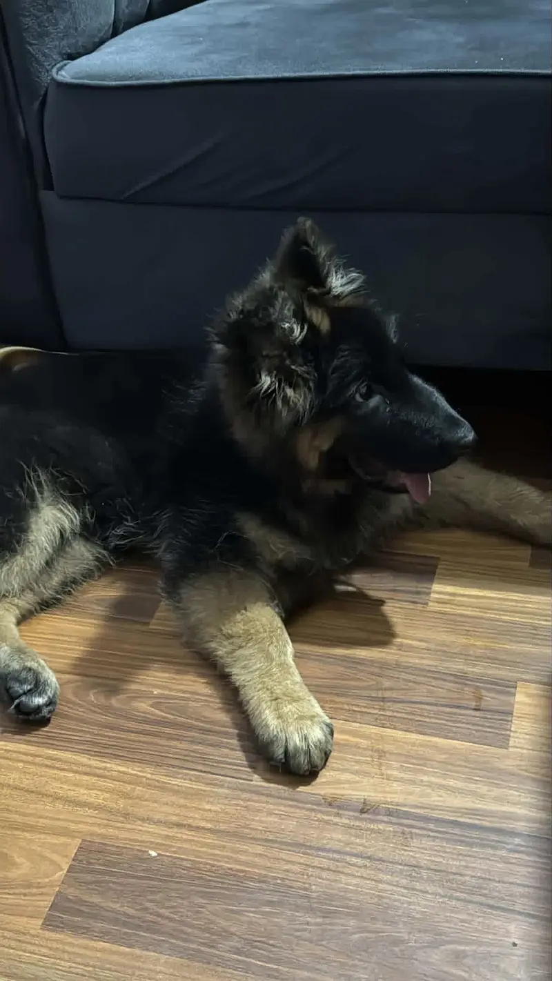 German shepherd puppy from world champion blood line — photo 5