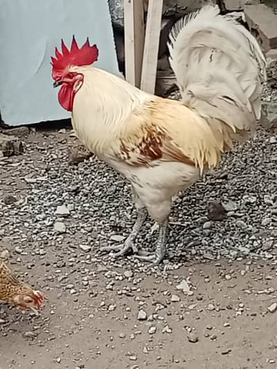 golden misri