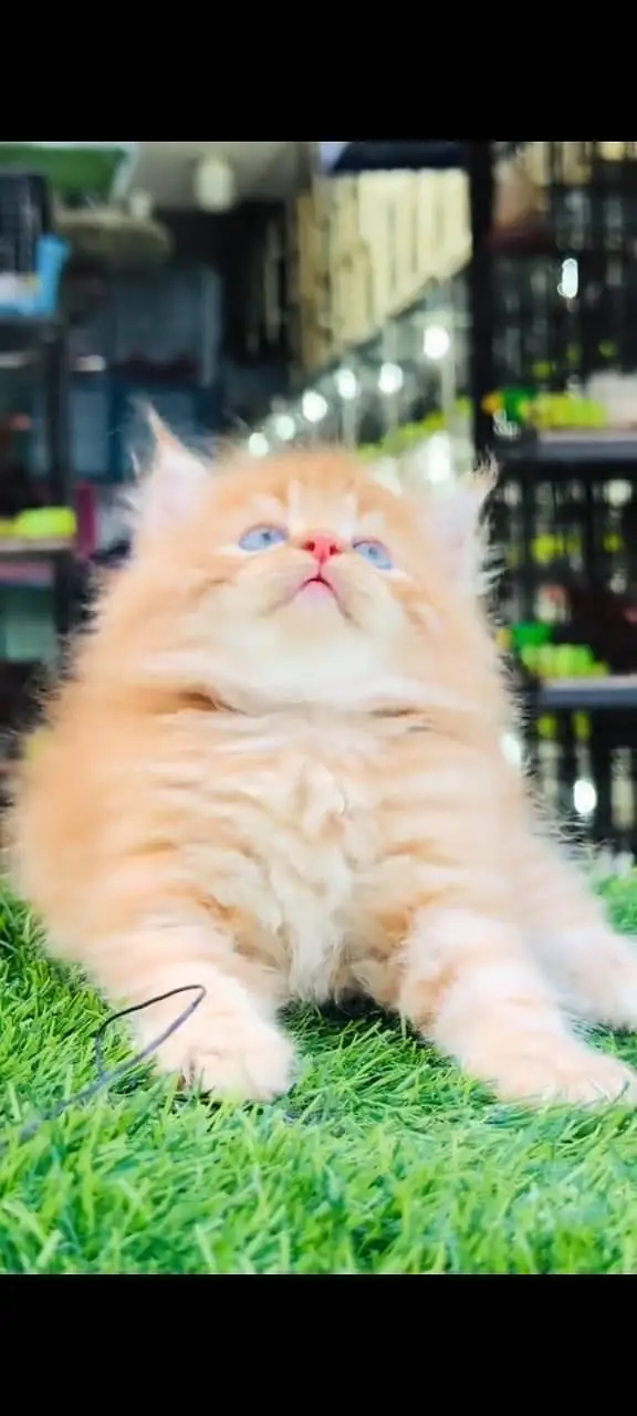Quality Persian Punchface cat & kitten. moreWhatsApp 03704602354 — photo 3
