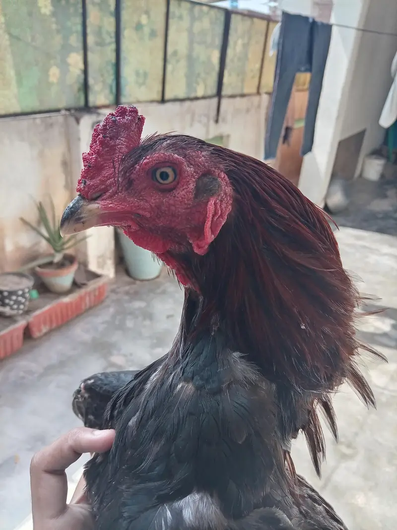 For sale aseel murgi or 4 bacche — photo 8