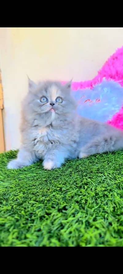 Quality Persian Punchface cat & kitten. moreWhatsApp 03704602354