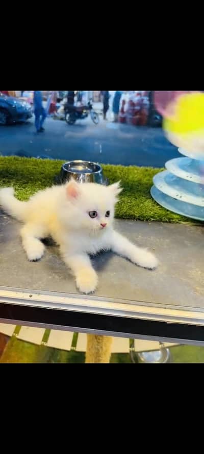 persian cat for sale My WhatsApp number 03093713755