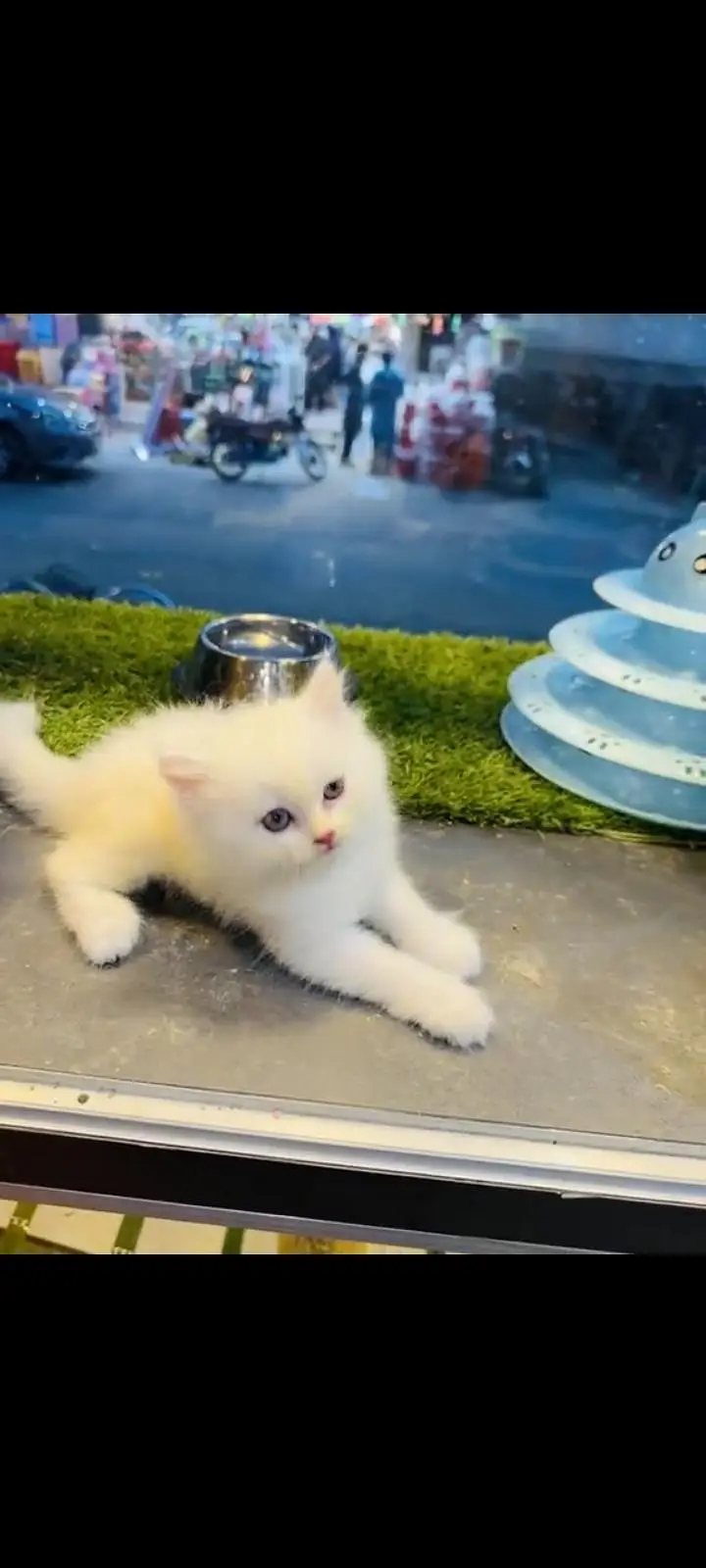 persian cat for sale My WhatsApp number 03093713755 — photo 2