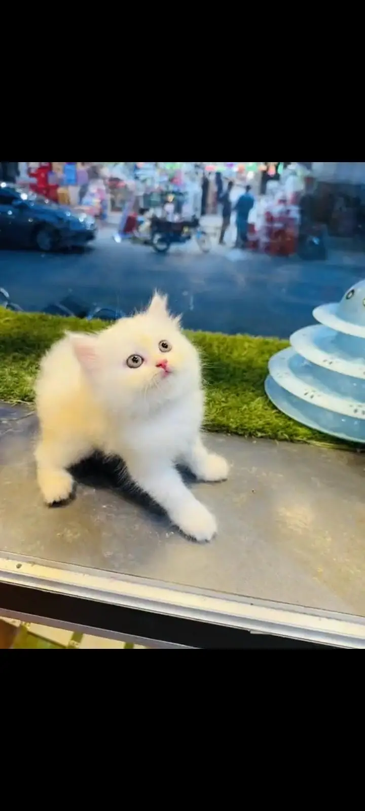 persian cat for sale My WhatsApp number 03093713755 — photo 3