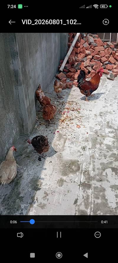 breeder eggs laying Hens