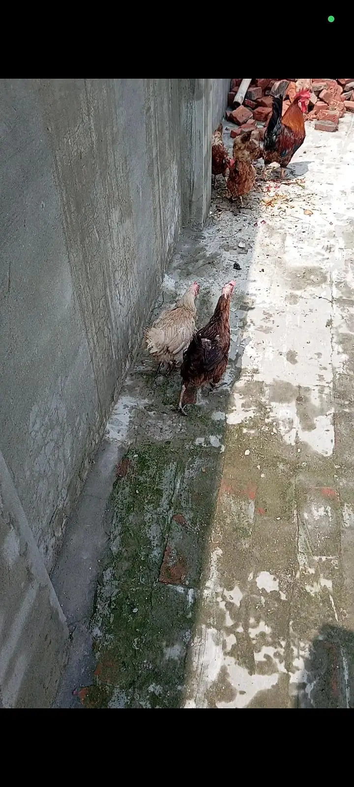 breeder eggs laying Hens — photo 2