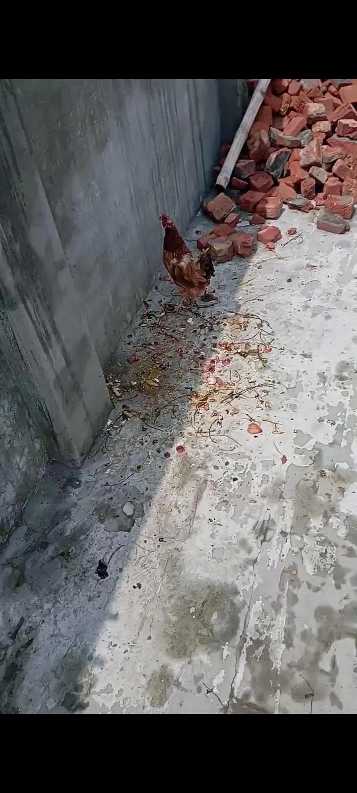 breeder eggs laying Hens — photo 3