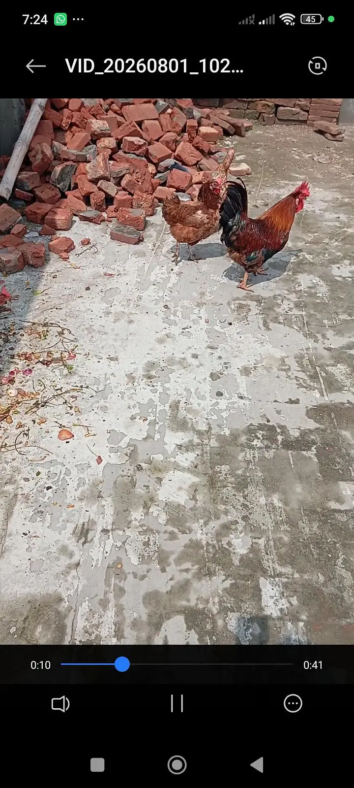 breeder eggs laying Hens — photo 4