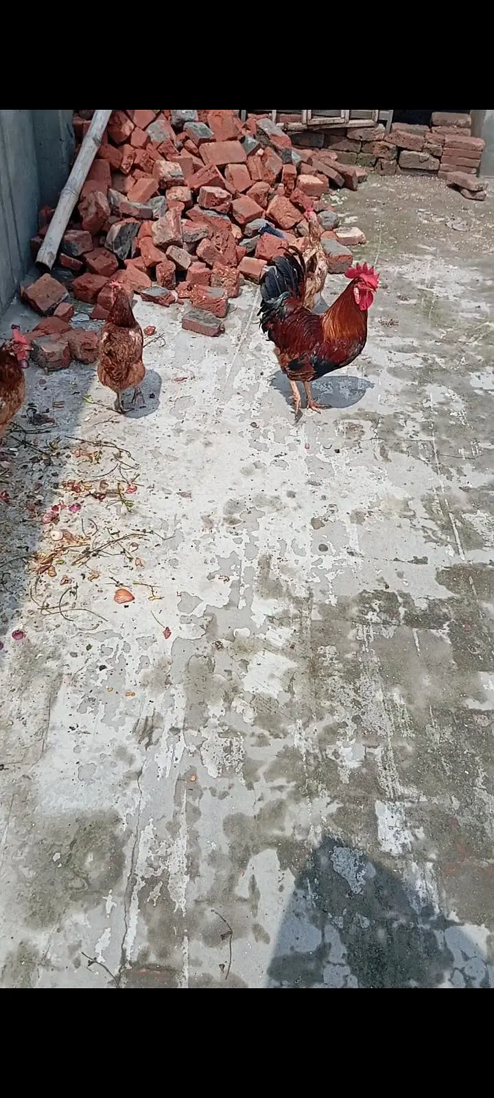 breeder eggs laying Hens — photo 5