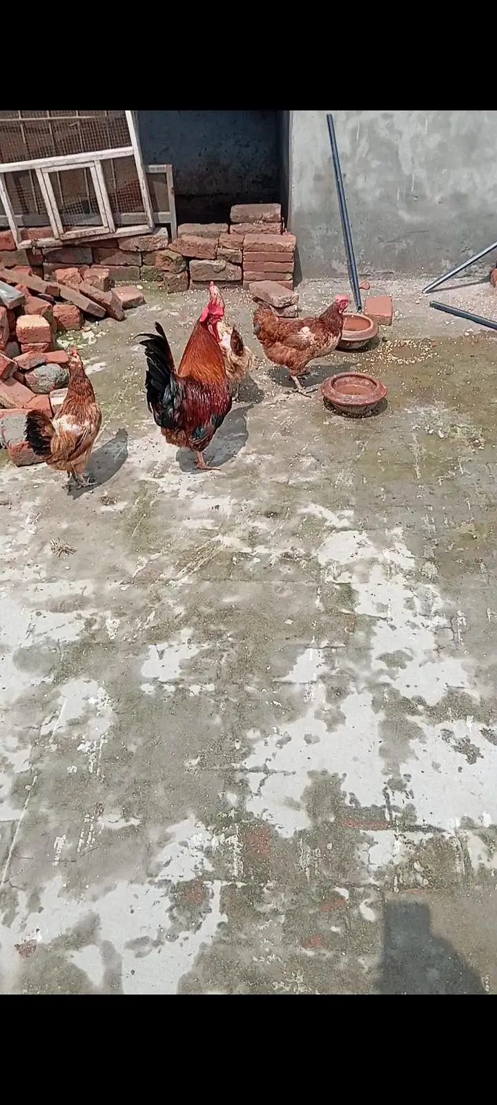 breeder eggs laying Hens — photo 6