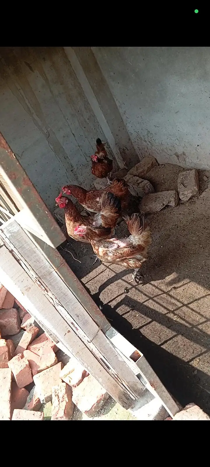 breeder eggs laying Hens — photo 7
