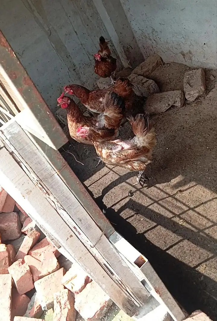 breeder eggs laying Hens — photo 8