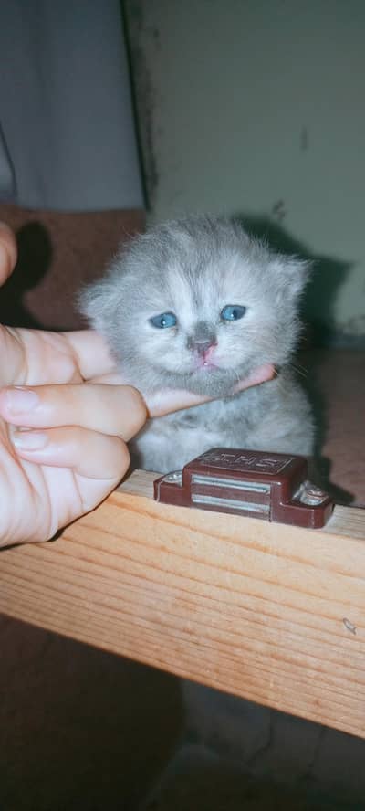 cute parsian male kitten