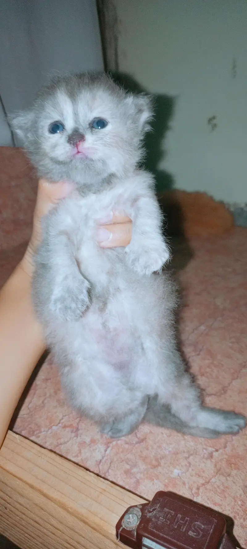 cute parsian male kitten — photo 2