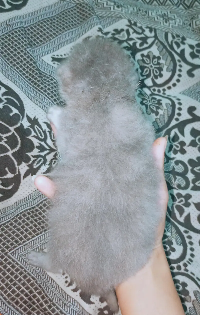 cute parsian male kitten — photo 3