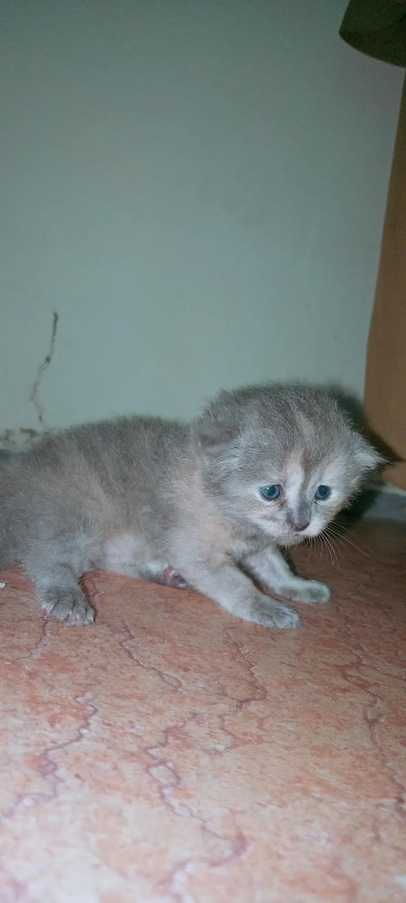 cute parsian male kitten — photo 4