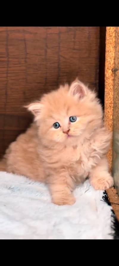 Quality Persian Punchface cat & kitten. moreWhatsApp 03704602354