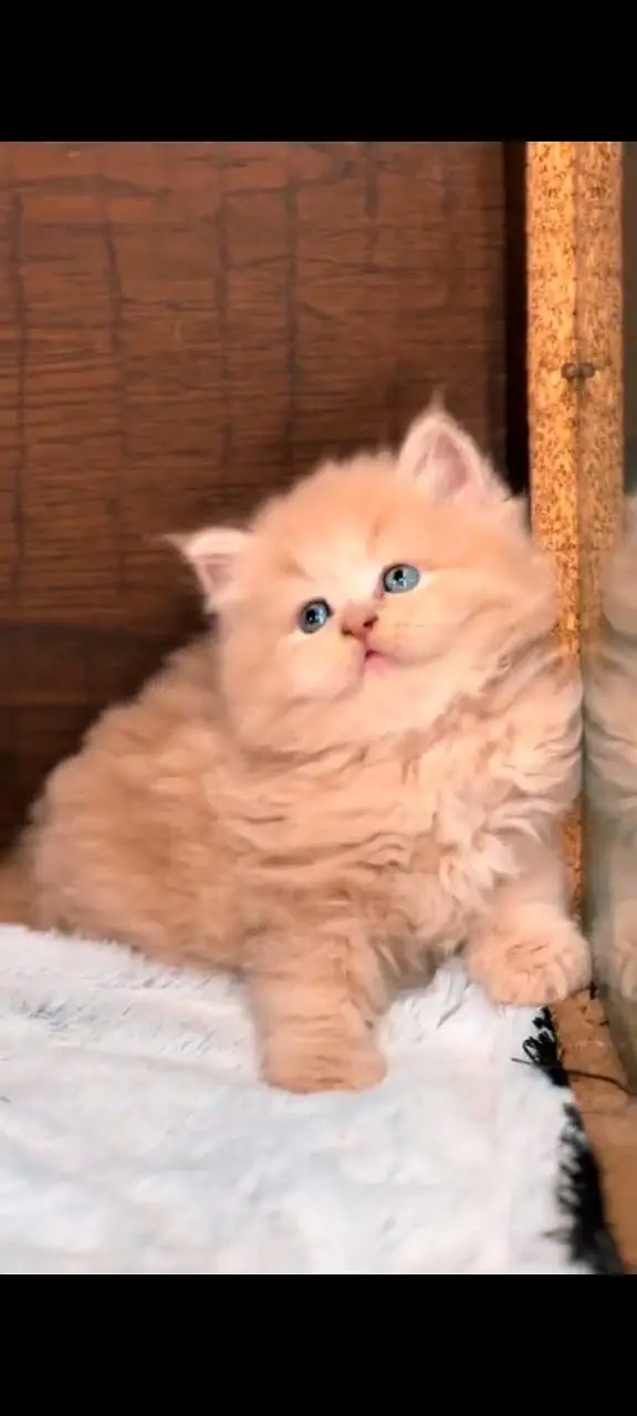 Quality Persian Punchface cat & kitten. moreWhatsApp 03704602354 — photo 2