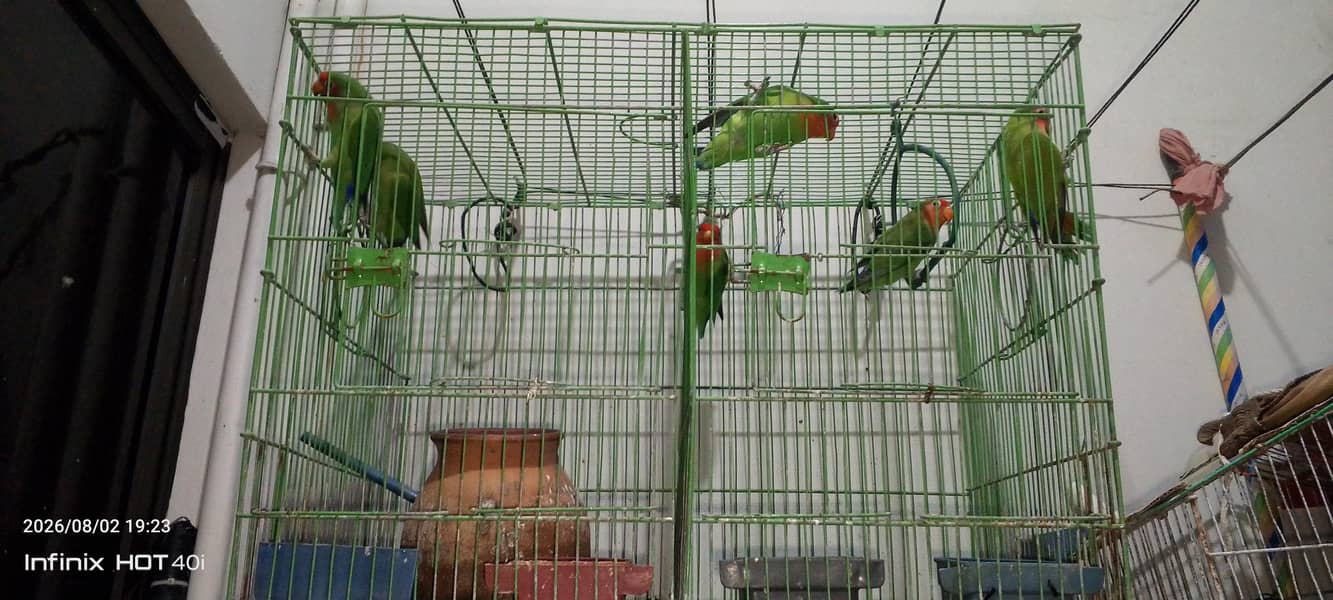 Parrots 0