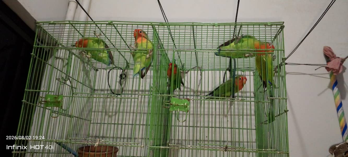Parrots 1