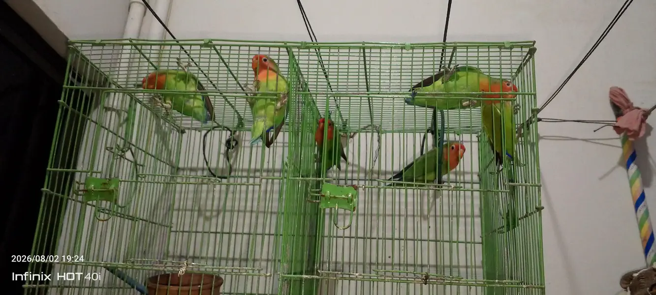 Parrots — photo 2