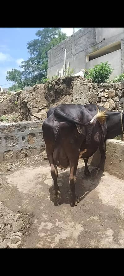 Jersey cow