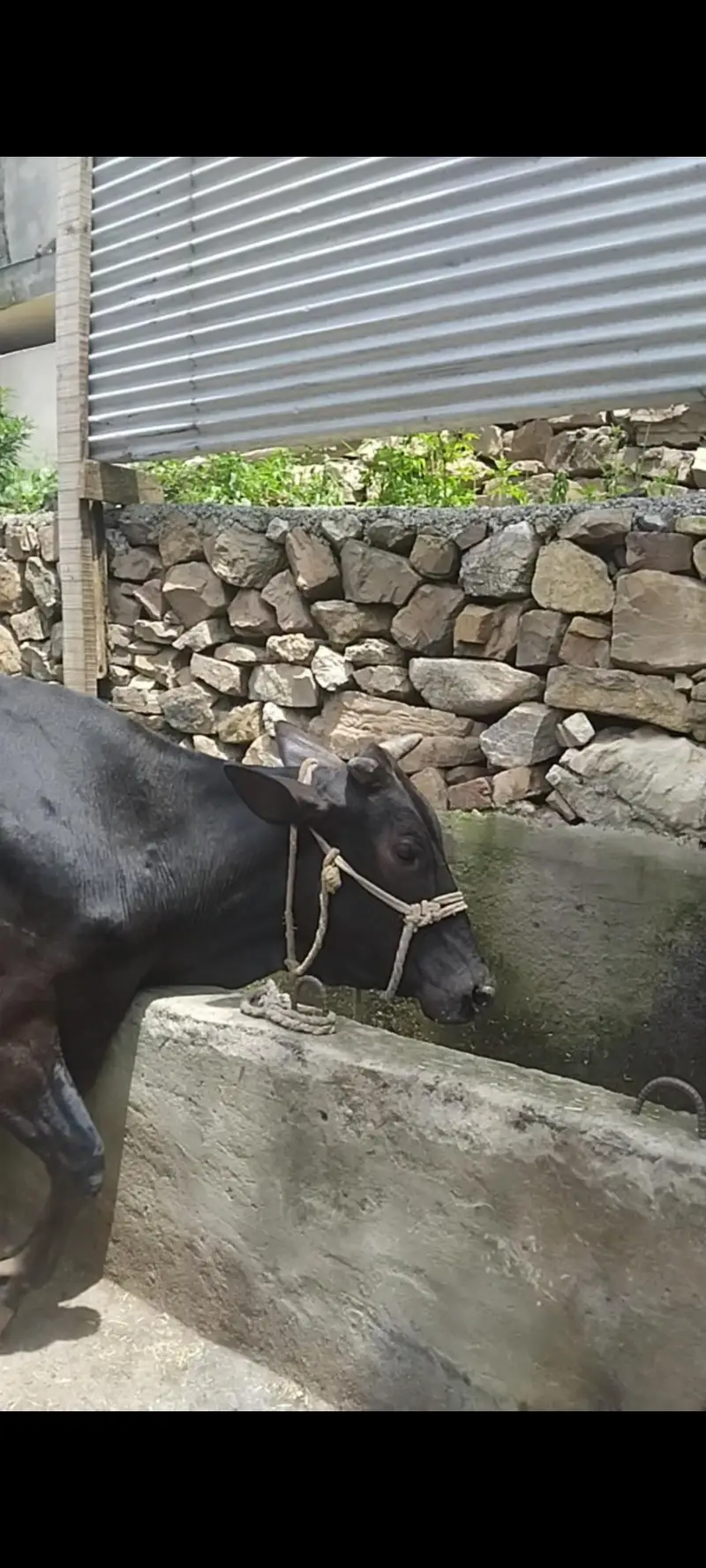 Jersey cow — photo 2