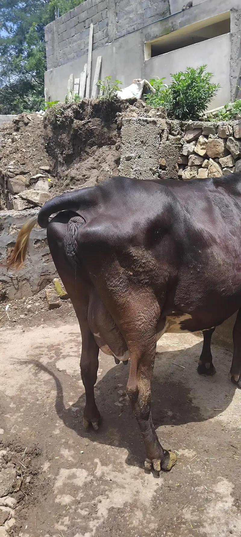 Jersey cow — photo 3