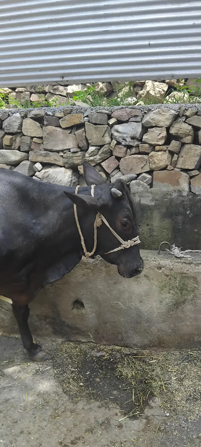 Jersey cow — photo 4