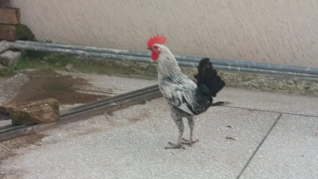 Cute Pure Misri male — photo 2