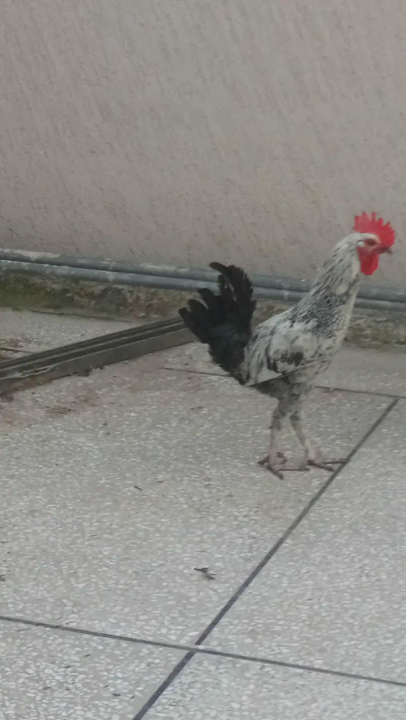 Cute Pure Misri male — photo 3