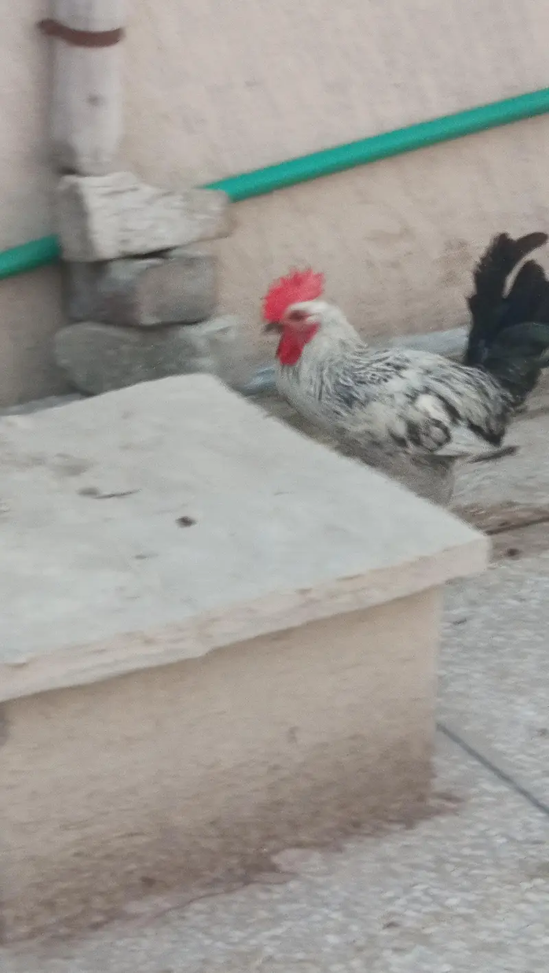 Cute Pure Misri male — photo 4