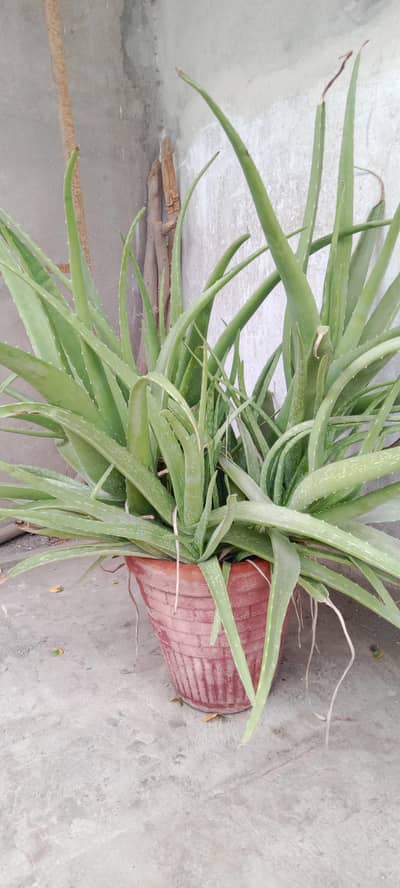 alovera for sale