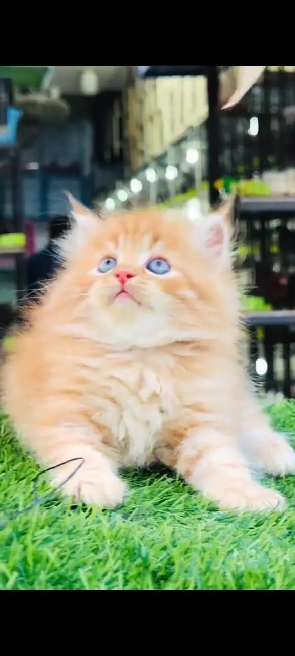 Quality Persian Punchface cat & kitten. moreWhatsApp 03704602354 — photo 2