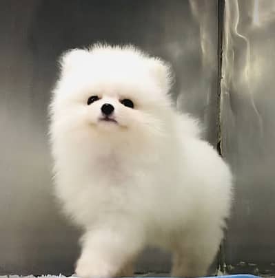Pomeranian puppies 92@3139363417