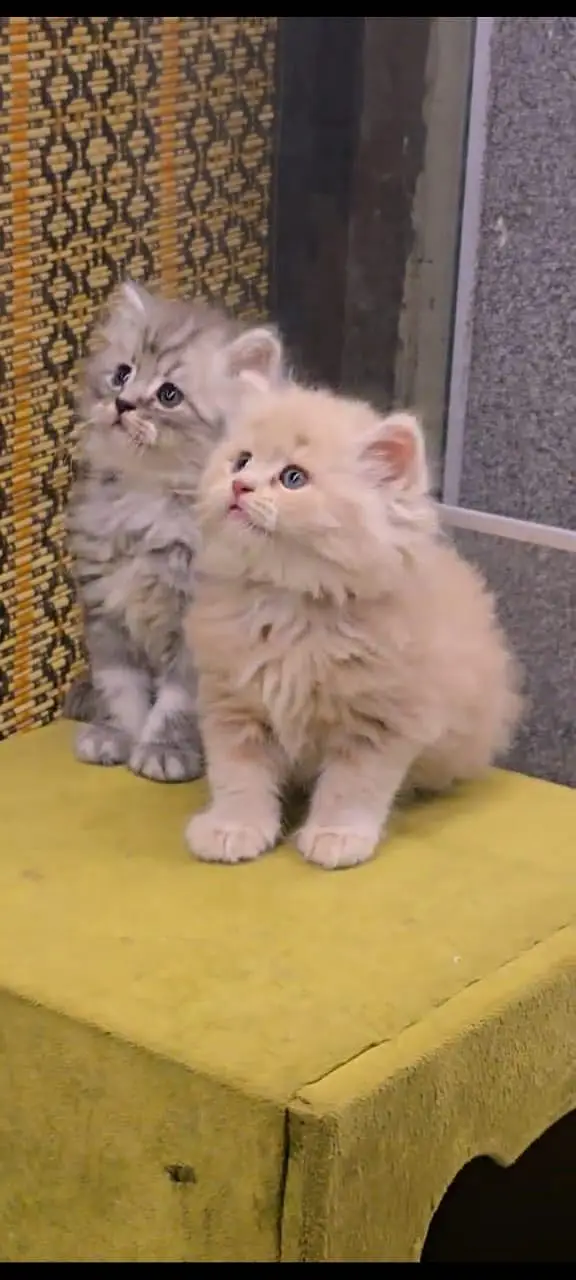 Quality Persian Punchface cat & kitten. moreWhatsApp 03704602354 — photo 3