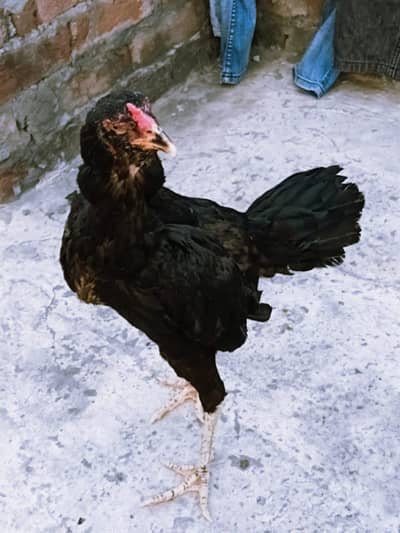 thai panas pokoye