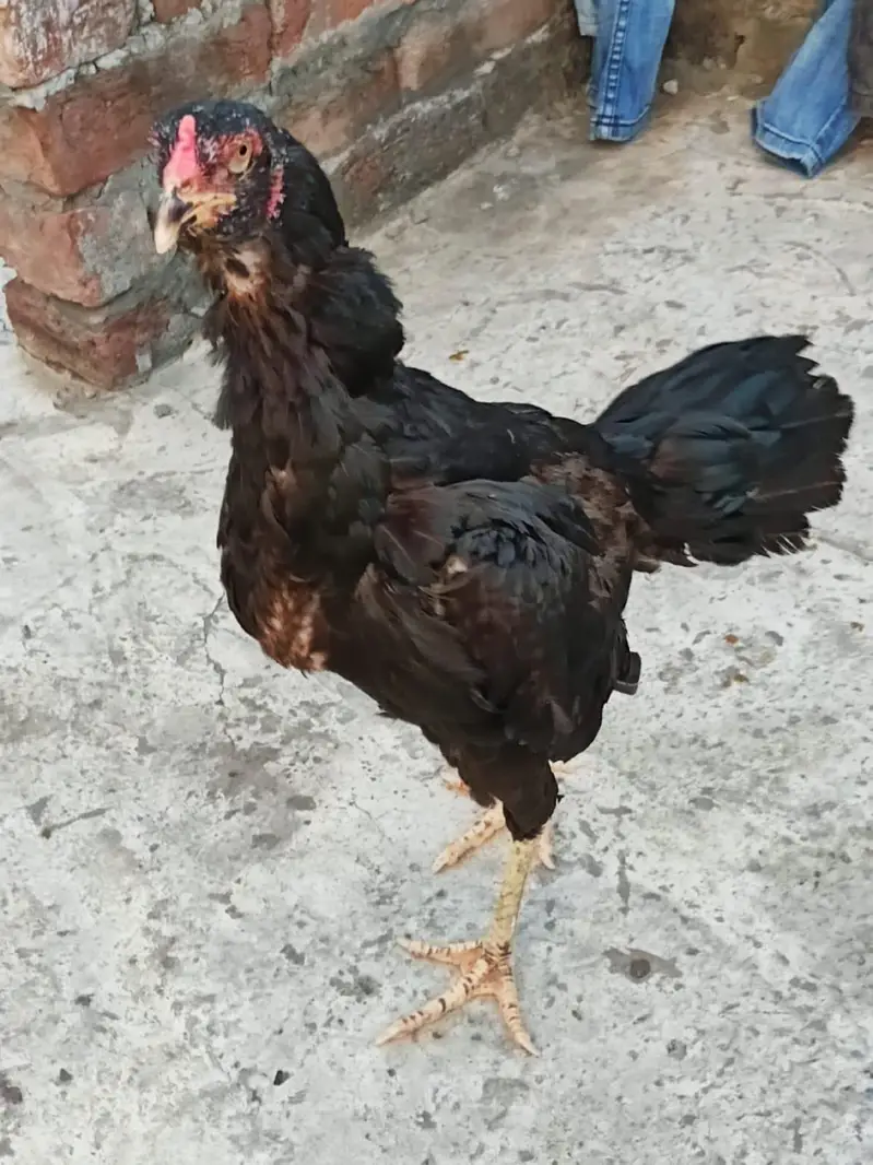 thai panas pokoye — photo 2