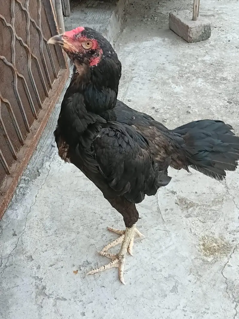 thai panas pokoye — photo 4