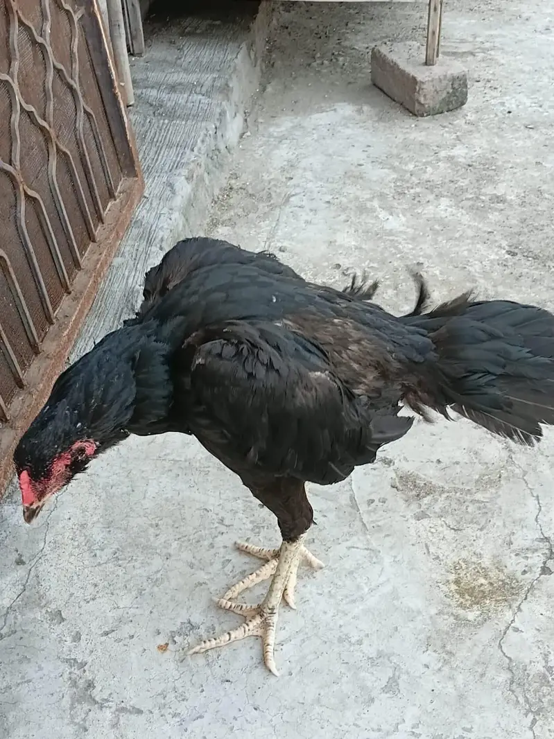 thai panas pokoye — photo 7