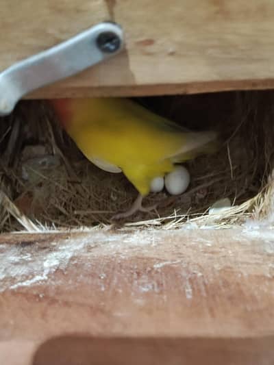 Lovebird fresh breeder pair