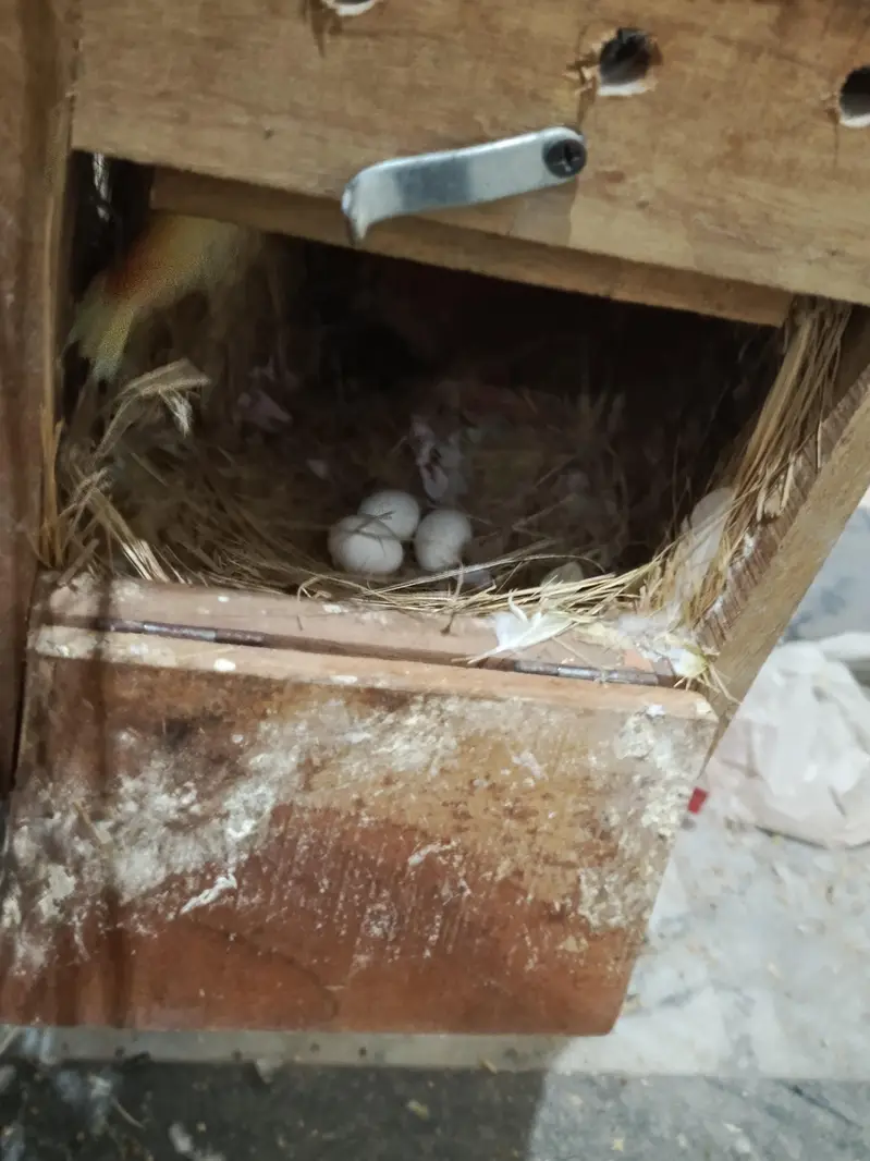 Lovebird fresh breeder pair — photo 2